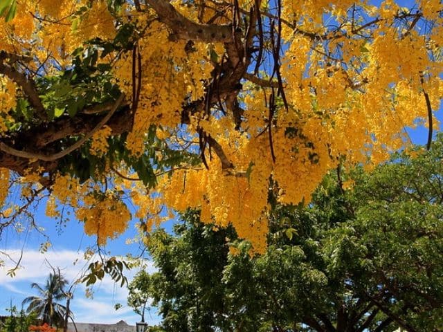 Árbol Lluvia de oro - Guía de cuidados - Succulent Avenue