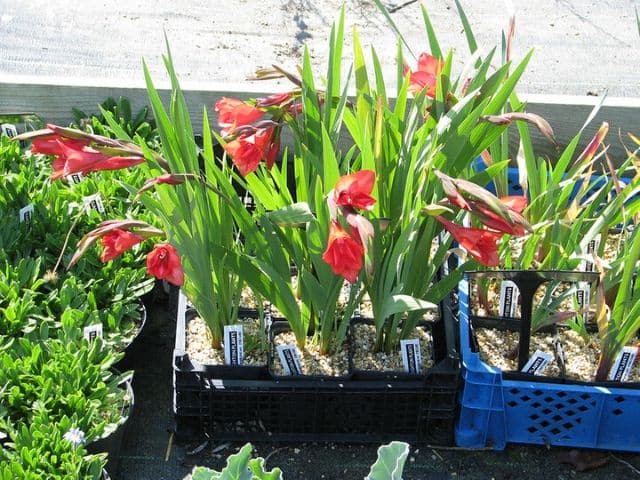 Como Cultivar Gladiolos En Macetas Succulent Avenue